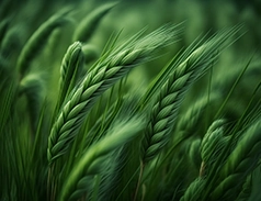 Solumetrix-Maximize_Crop_Health